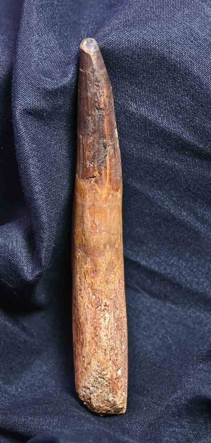 Spinosaurus tooth 4.99"