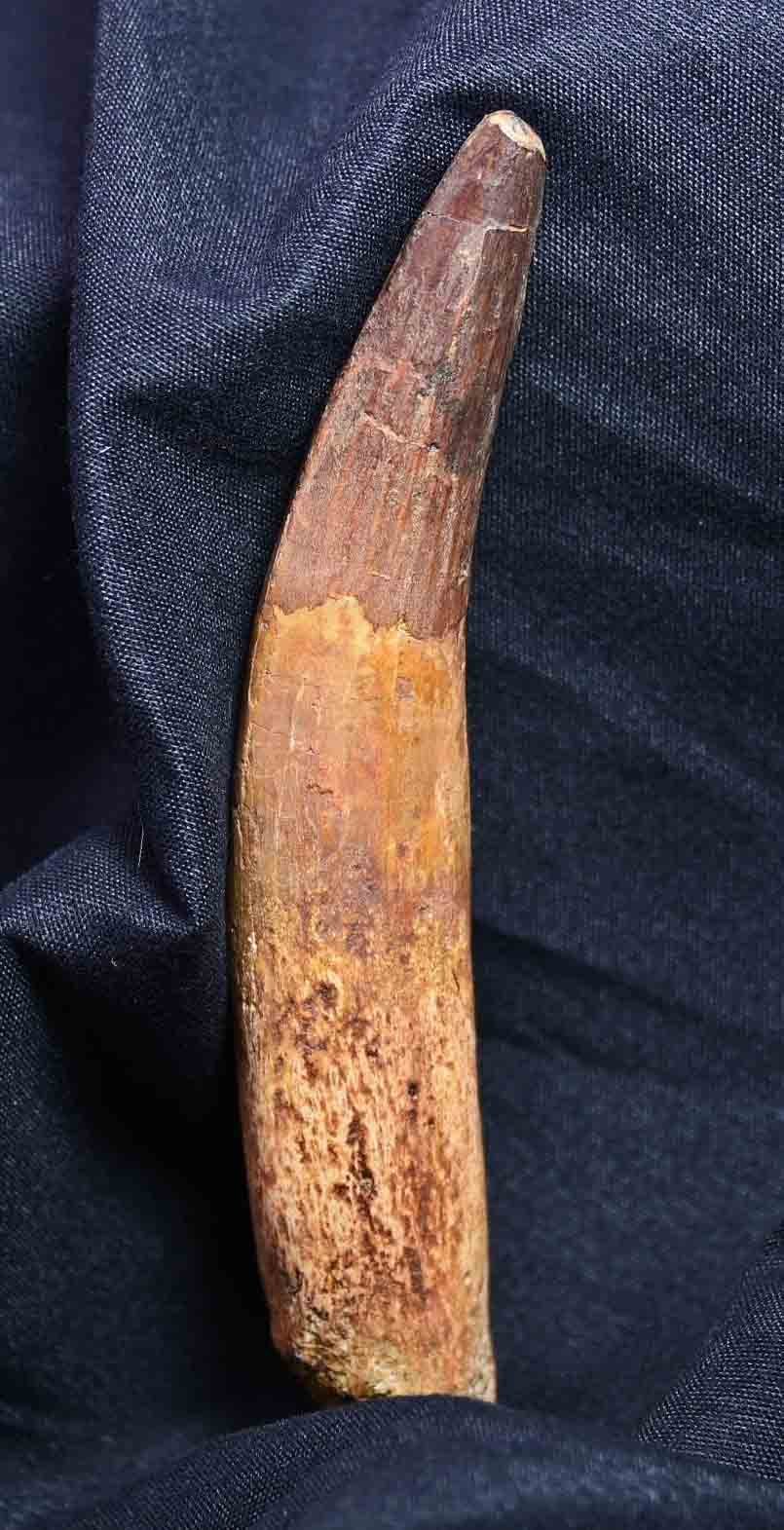 Spinosaurus tooth 4.99"