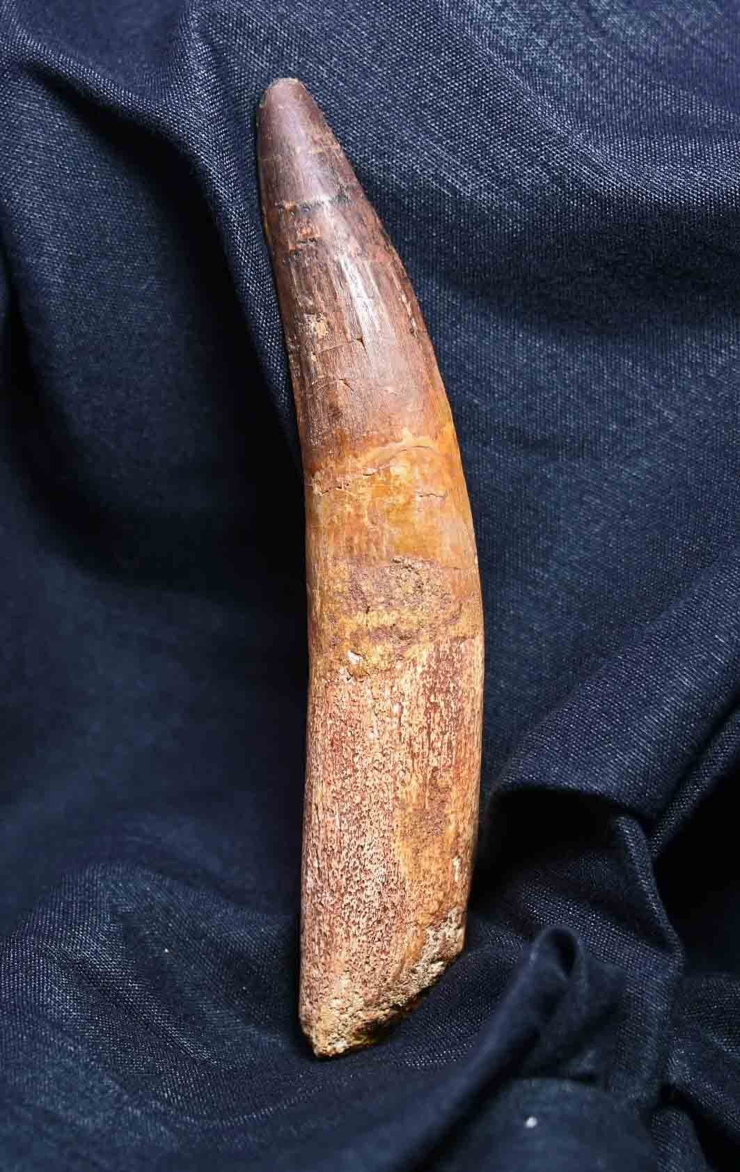 Spinosaurus tooth 4.99"