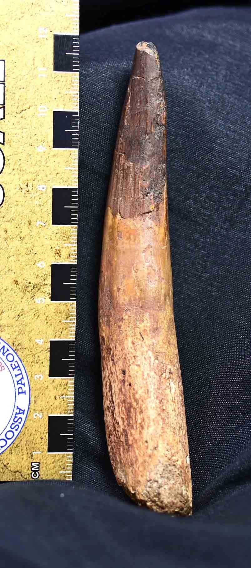 Spinosaurus tooth 4.99"