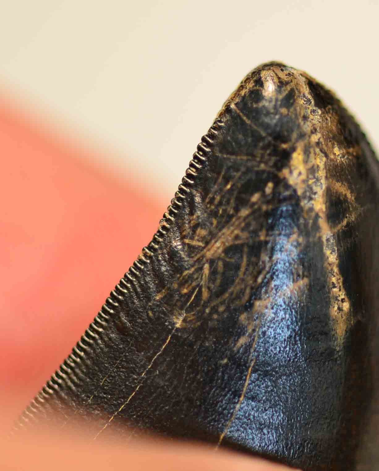 T. rex tooth