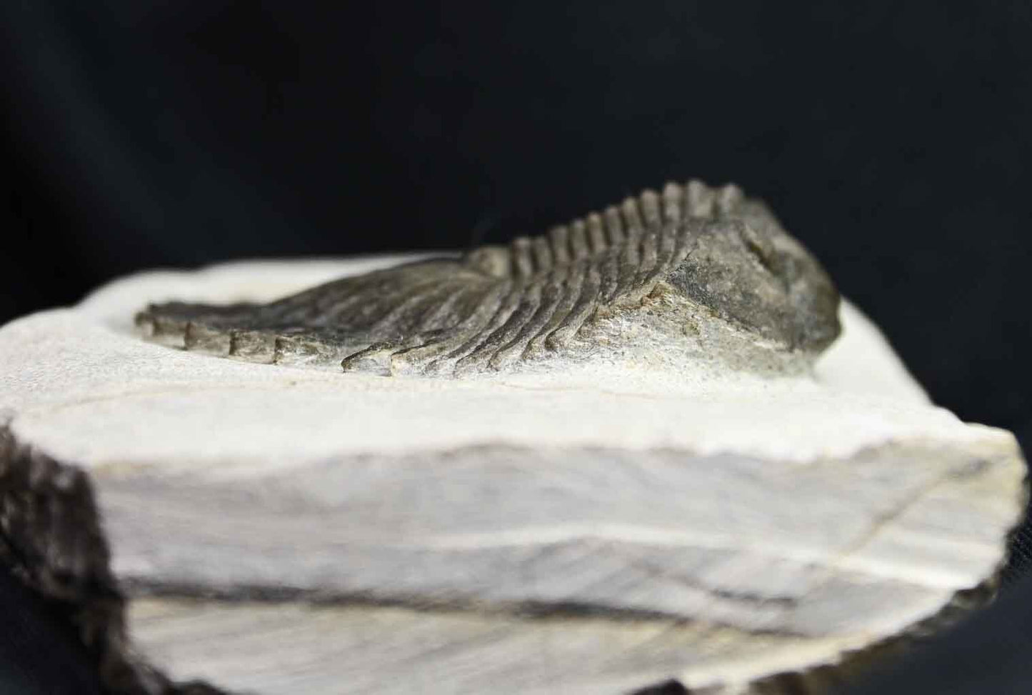 Thysanopeltis aff. speciosa