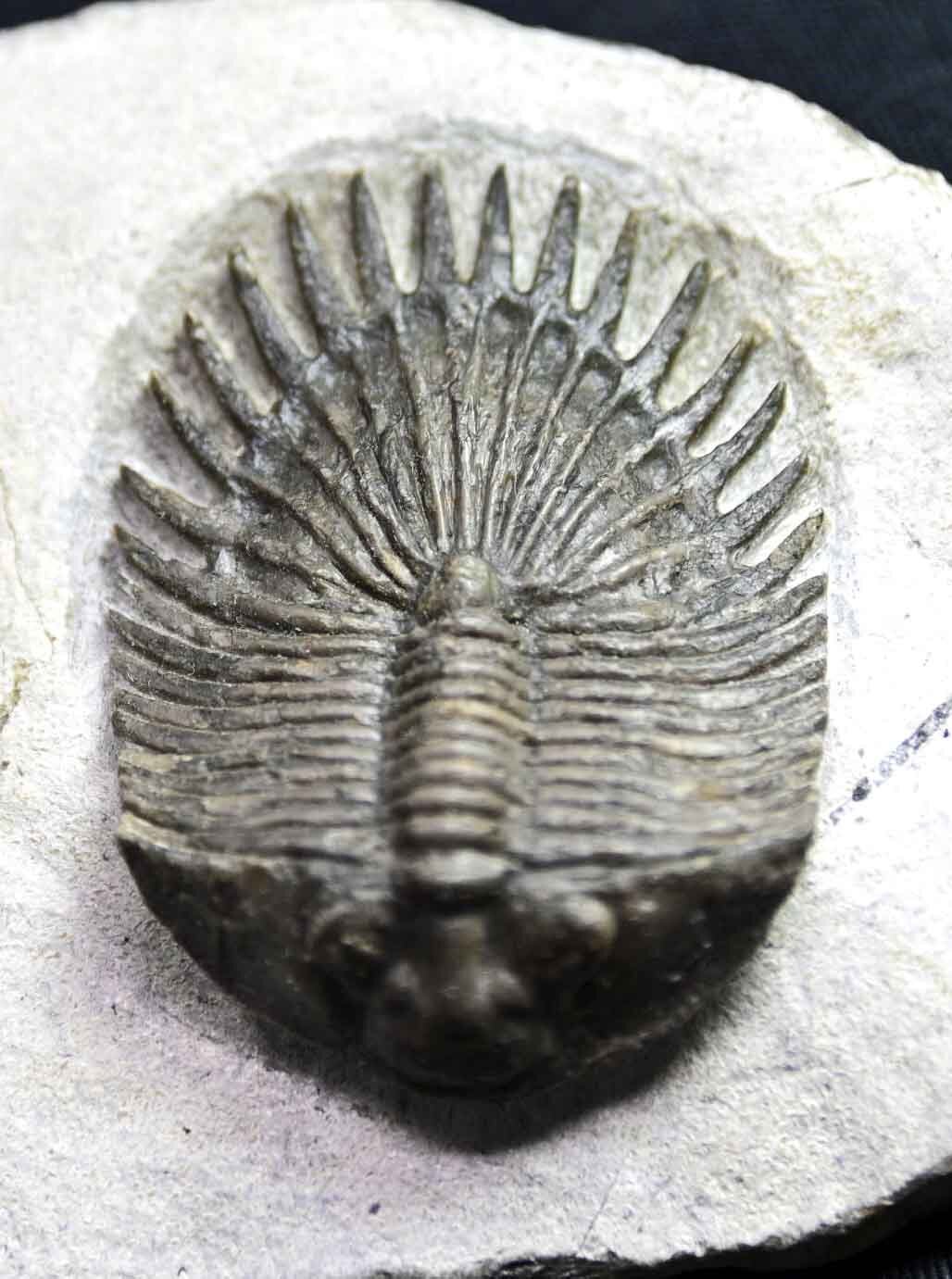 Thysanopeltis aff. speciosa