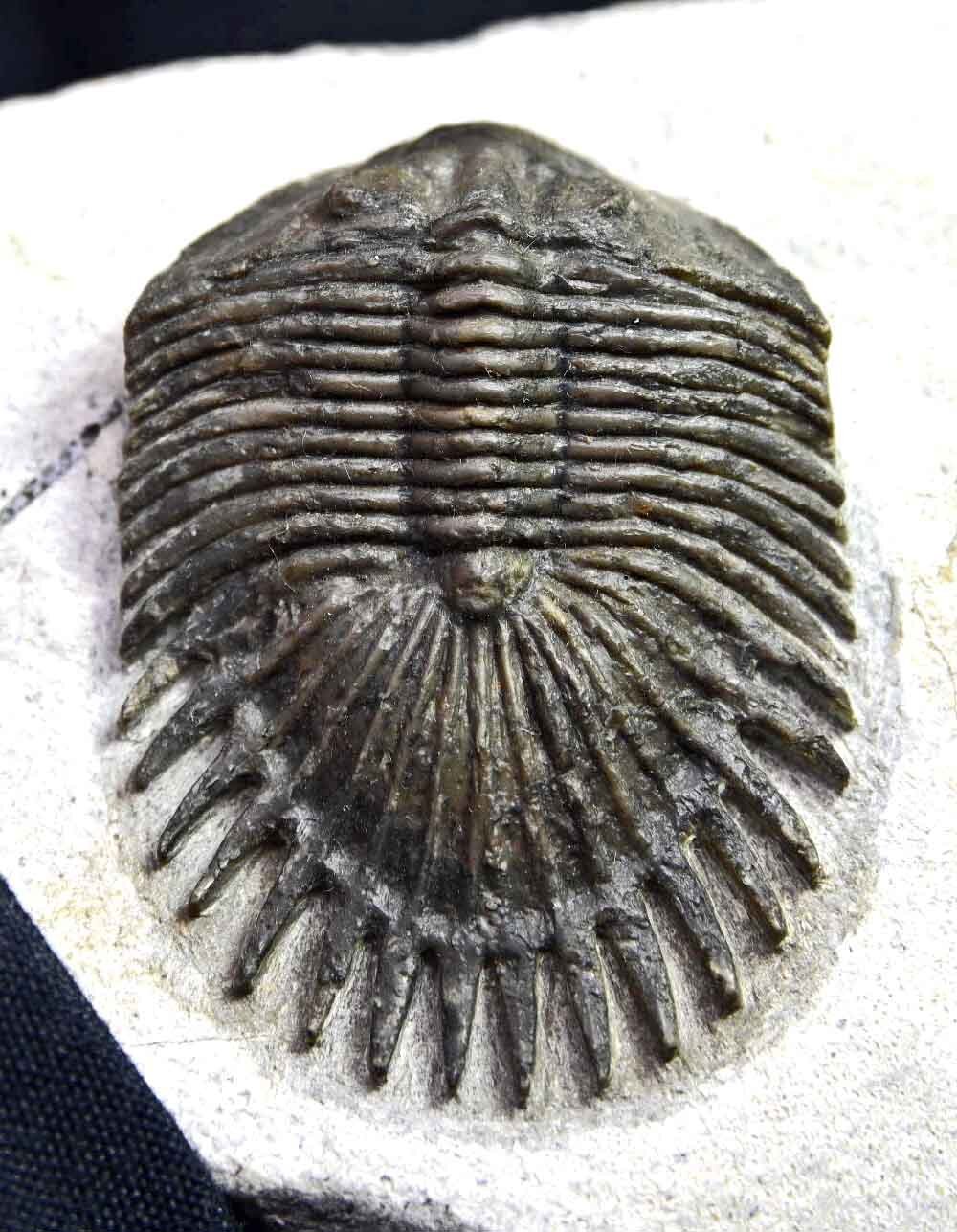 Thysanopeltis aff. speciosa