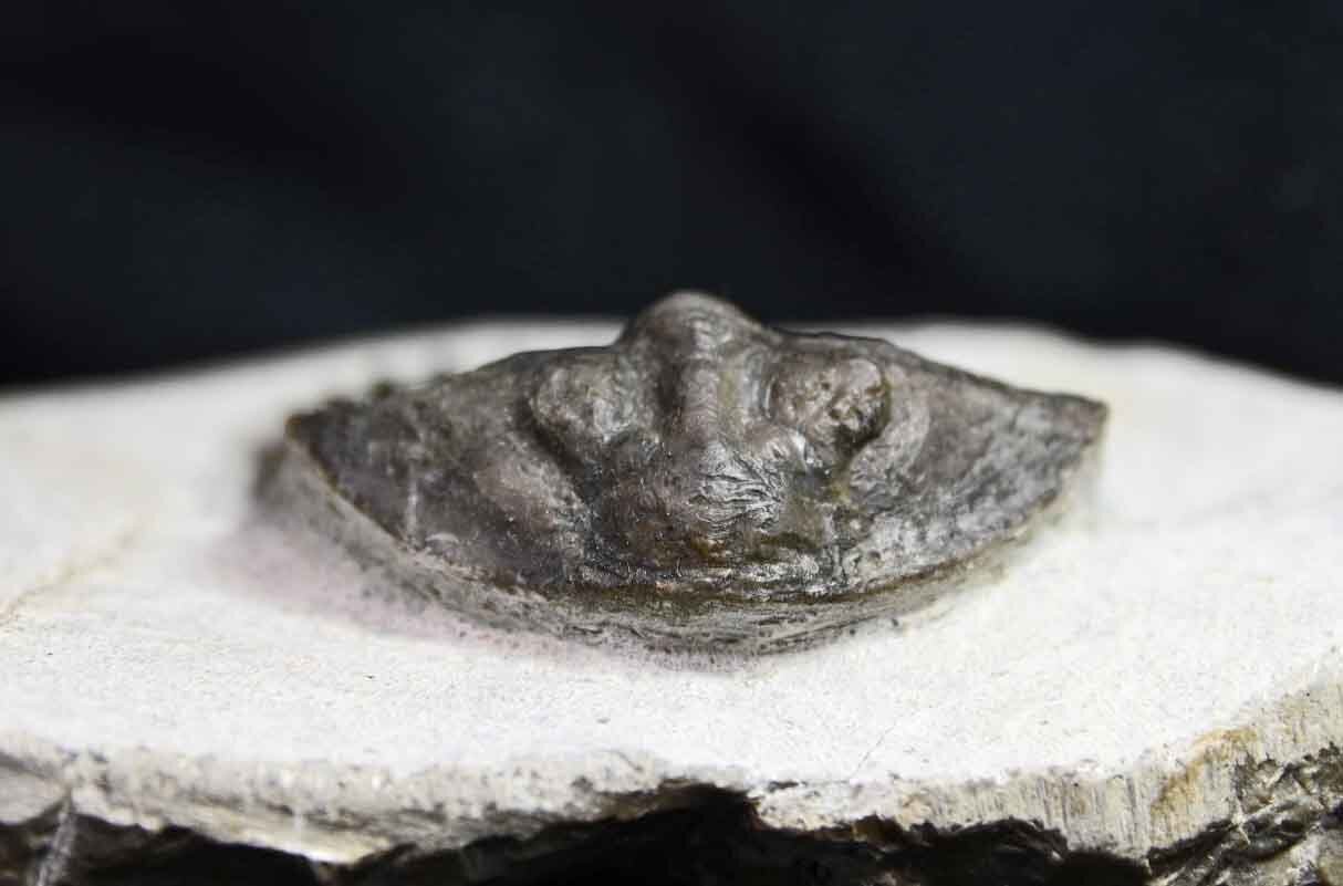 Thysanopeltis aff. speciosa