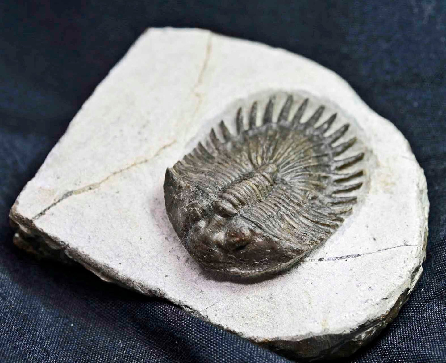 Thysanopeltis aff. speciosa