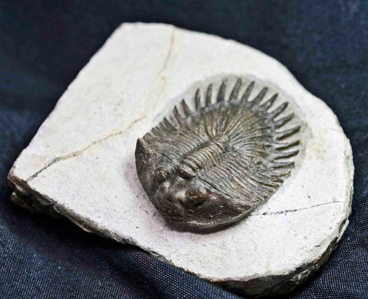 Thysanopeltis aff. speciosa