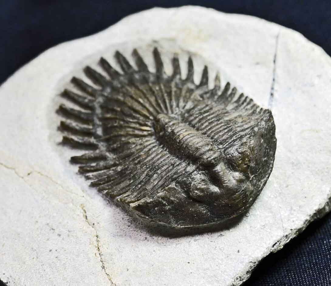 Thysanopeltis aff. speciosa