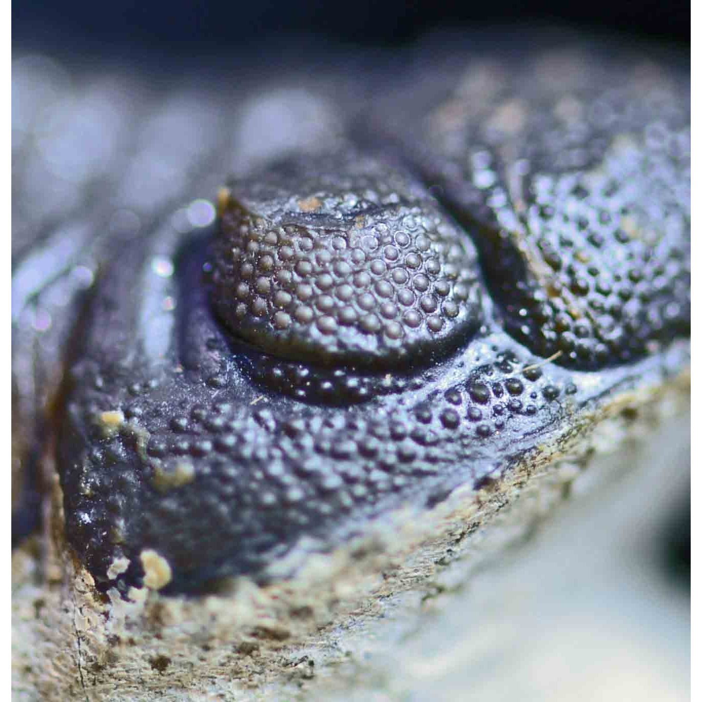 Triple Trilobite Plate- Cornuproetus, Phacops and Gerastos