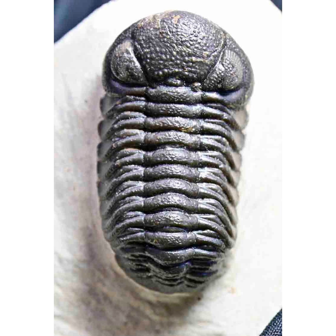 Triple Trilobite Plate- Cornuproetus, Phacops and Gerastos