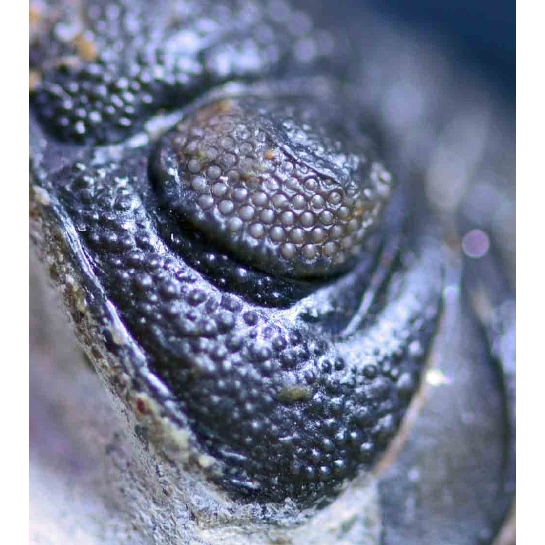 Triple Trilobite Plate- Cornuproetus, Phacops and Gerastos