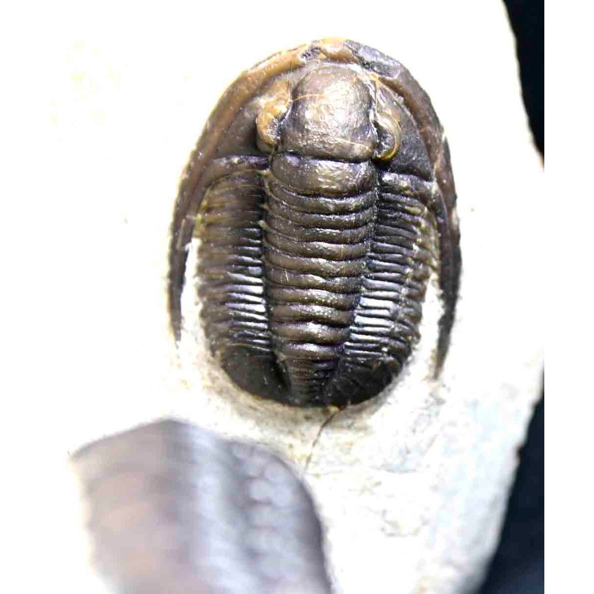 Triple Trilobite Plate- Cornuproetus, Phacops and Gerastos