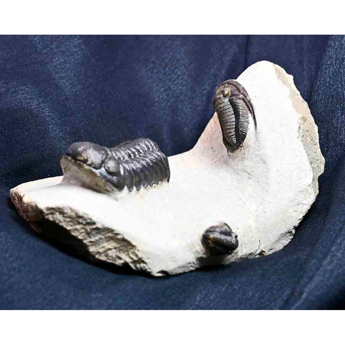 Triple Trilobite Plate- Cornuproetus, Phacops and Gerastos