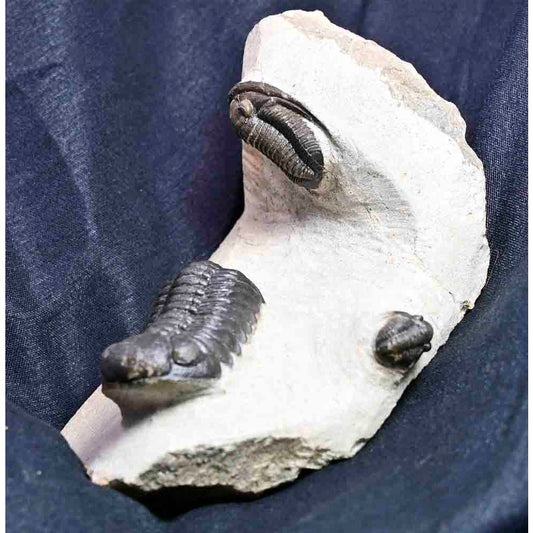 Triple Trilobite Plate- Cornuproetus, Phacops and Gerastos