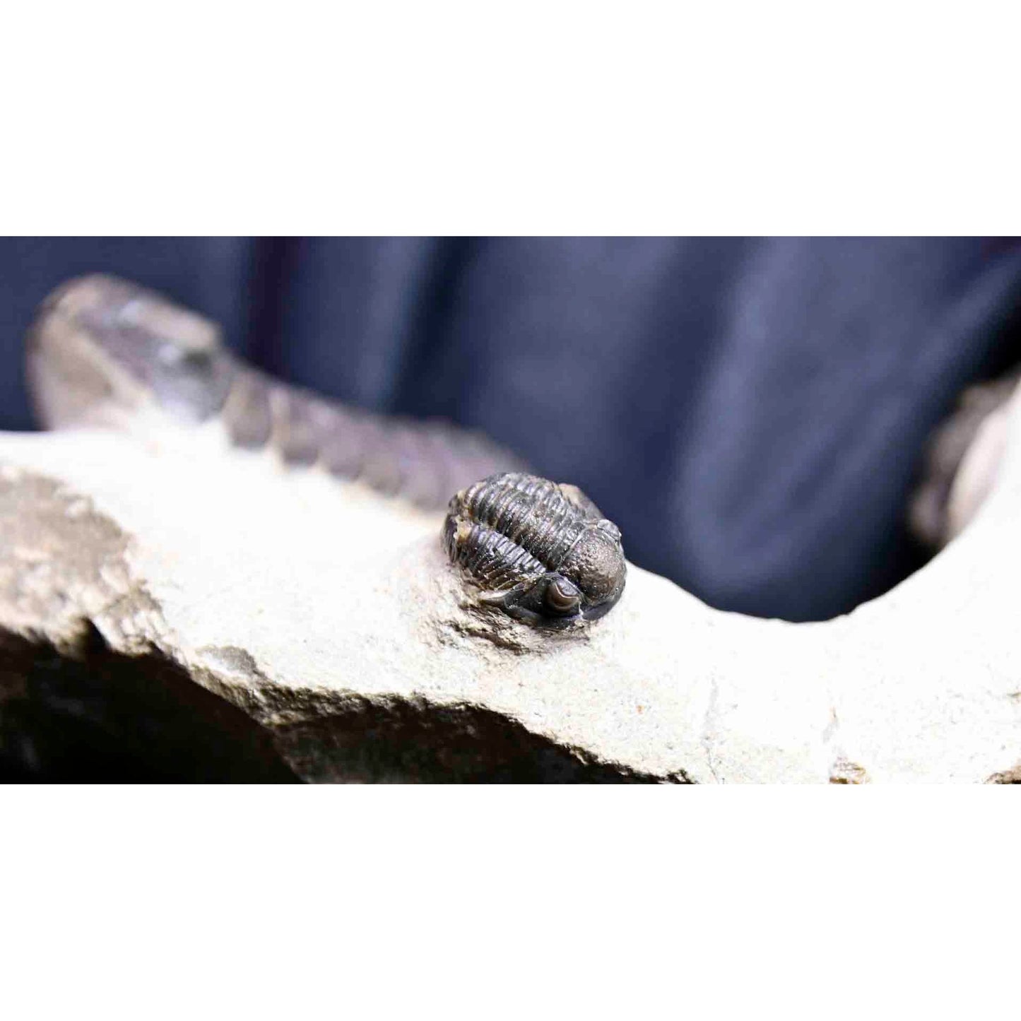 Triple Trilobite Plate- Cornuproetus, Phacops and Gerastos