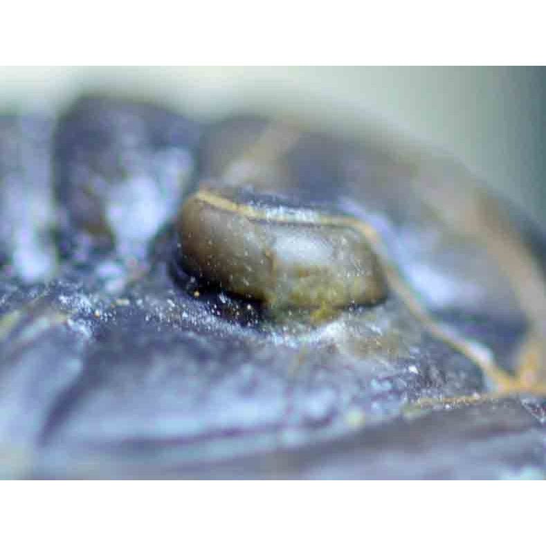 Triple Trilobite Plate- Cornuproetus, Phacops and Gerastos