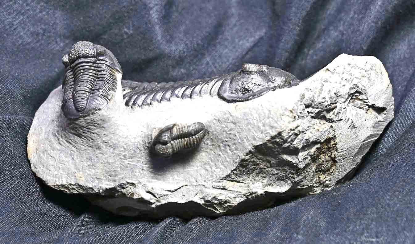 Triple Trilobite Plate- Morocconites and two Gerastos