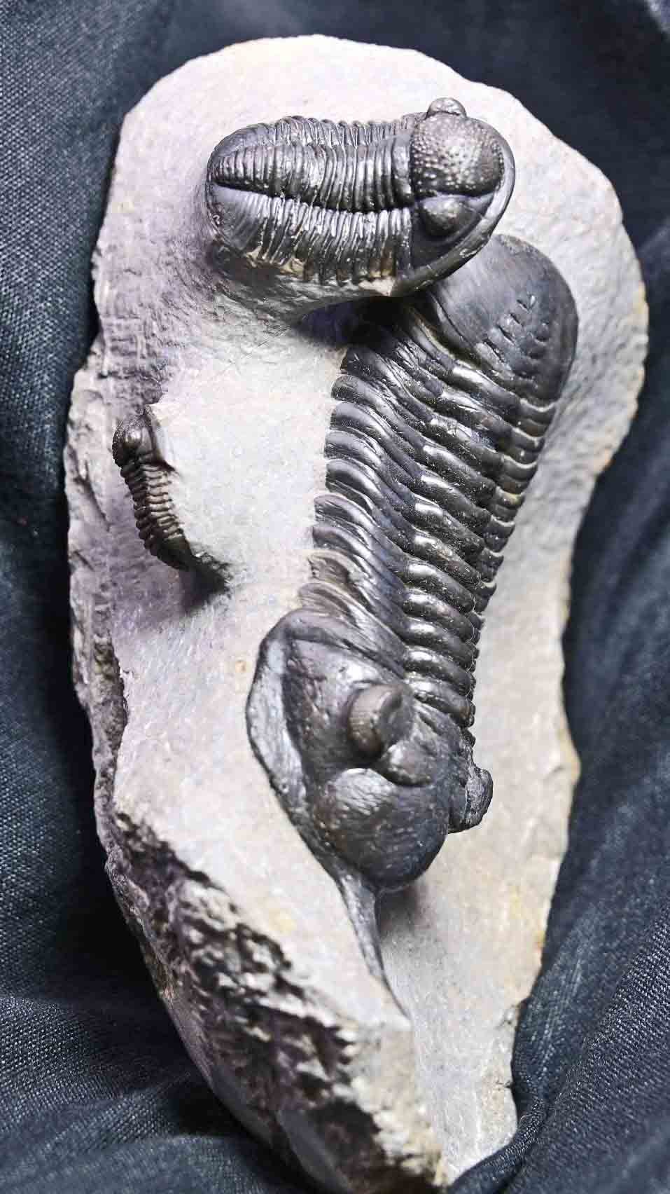 Triple Trilobite Plate- Morocconites and two Gerastos