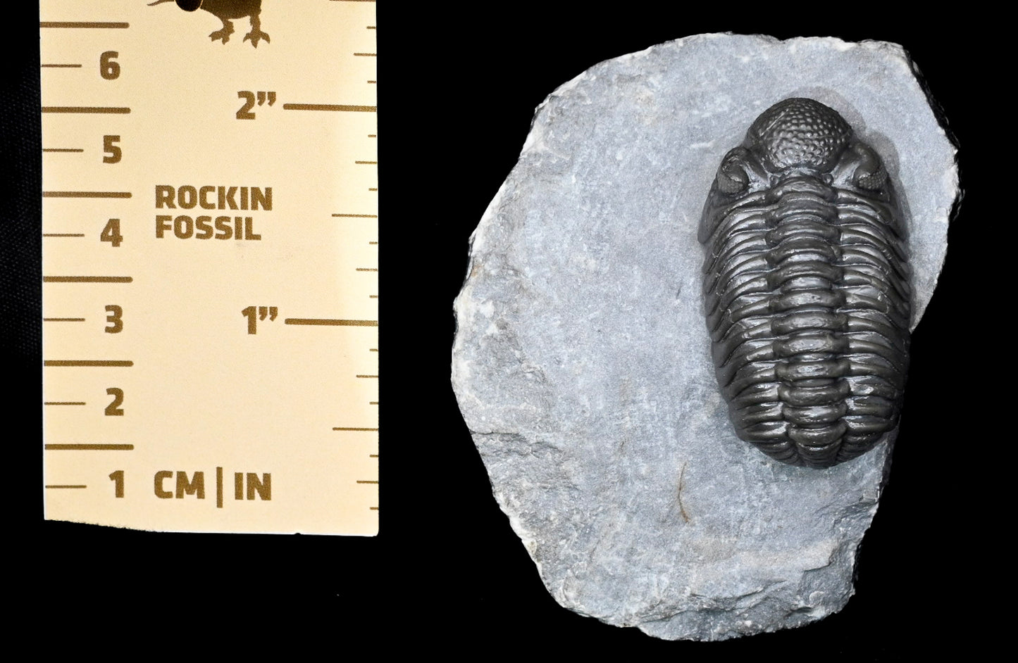 Adrisiops weugi (Smiley Phacops)