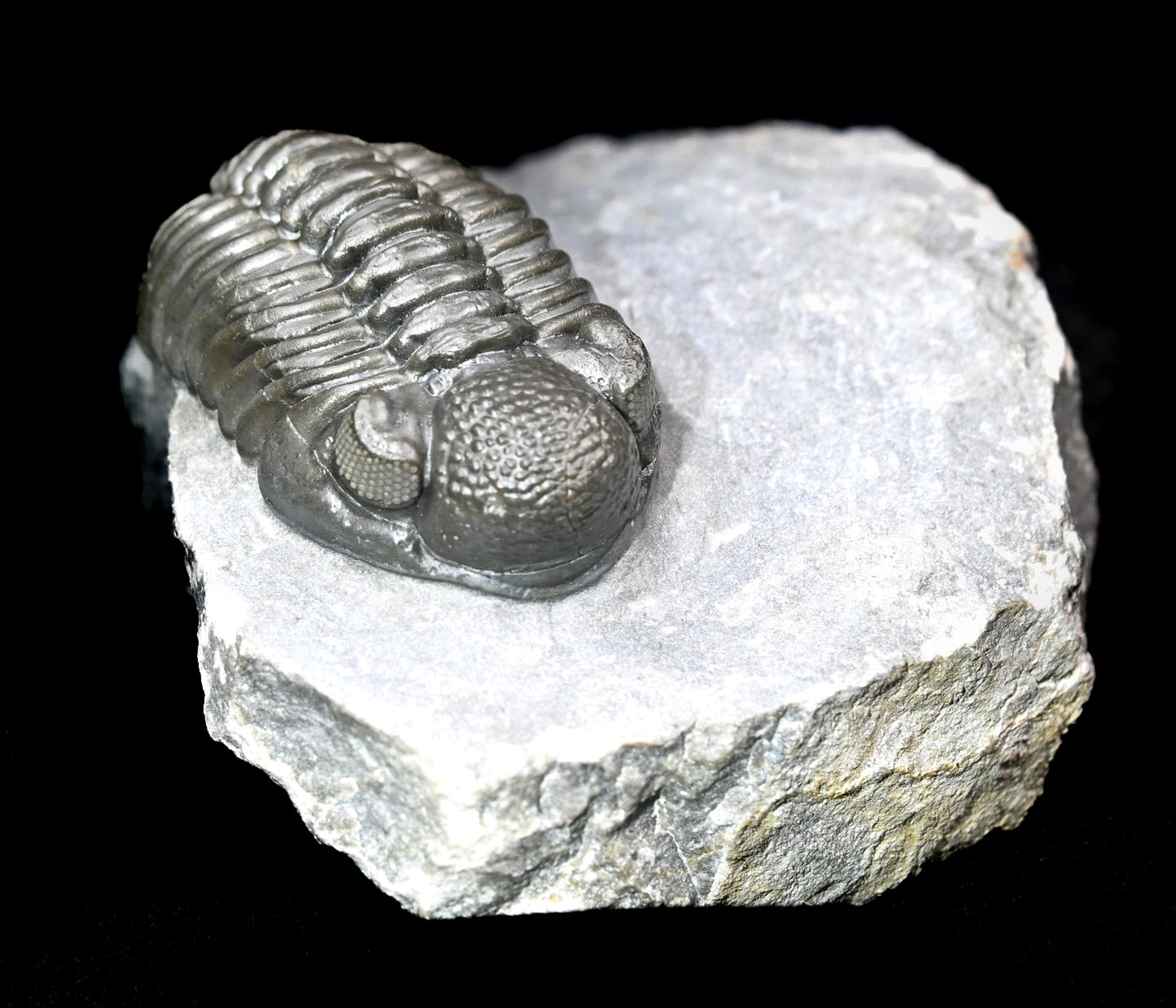 Adrisiops weugi (Smiley Phacops)