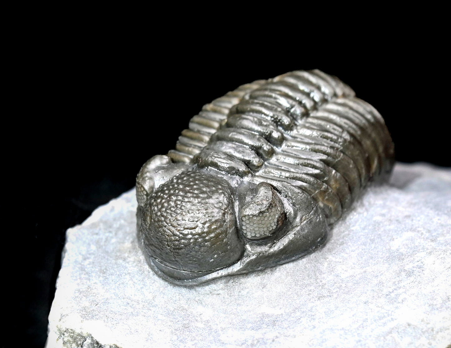 Adrisiops weugi (Smiley Phacops)
