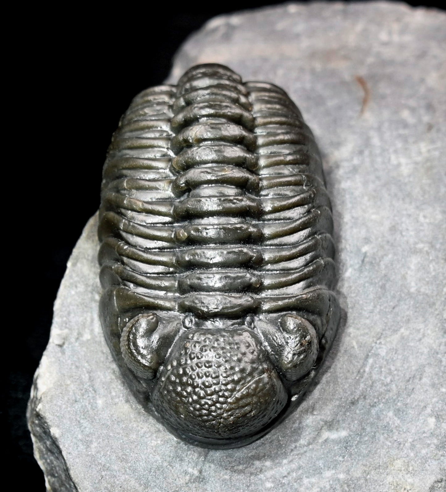 Adrisiops weugi (Smiley Phacops)