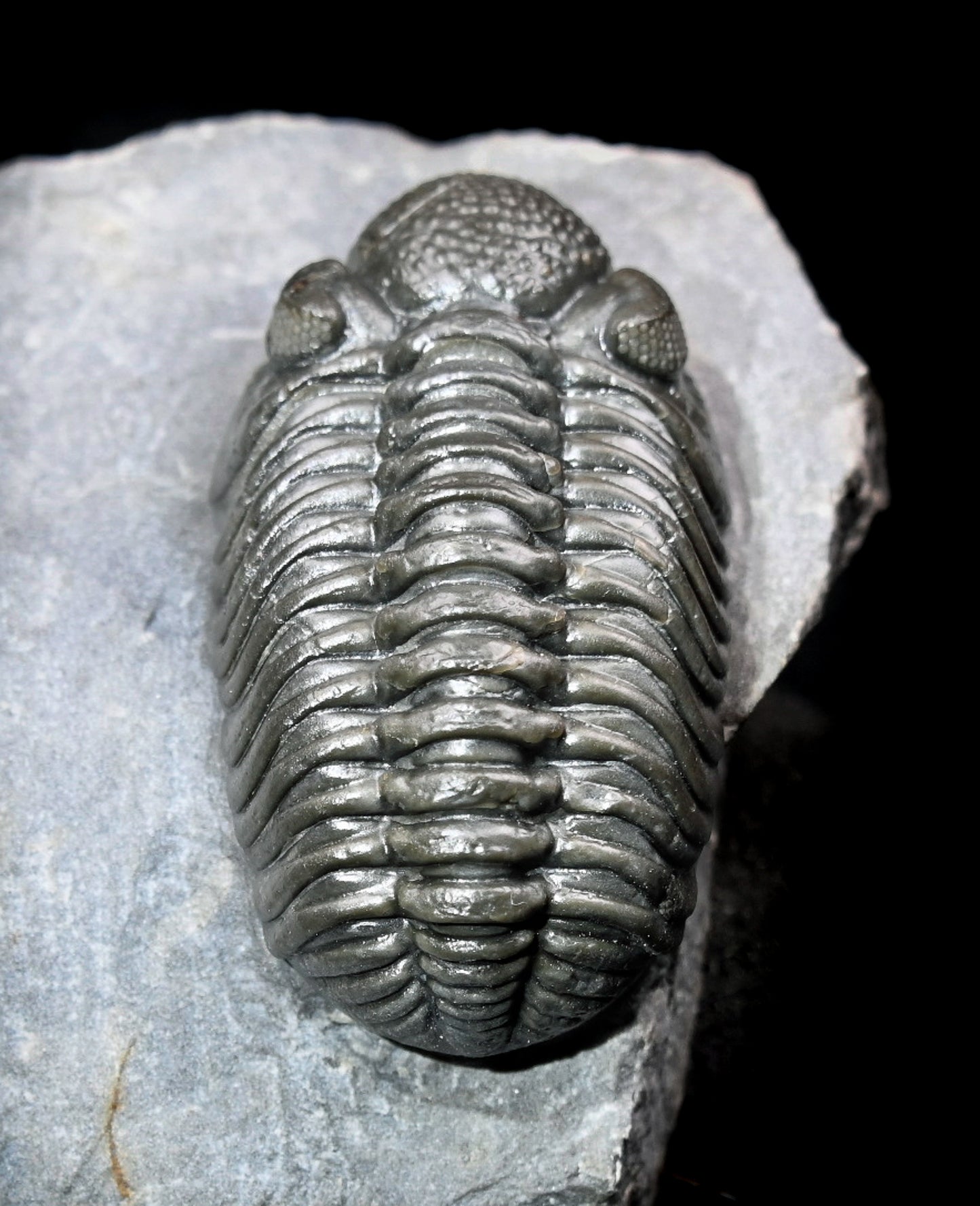 Adrisiops weugi (Smiley Phacops)
