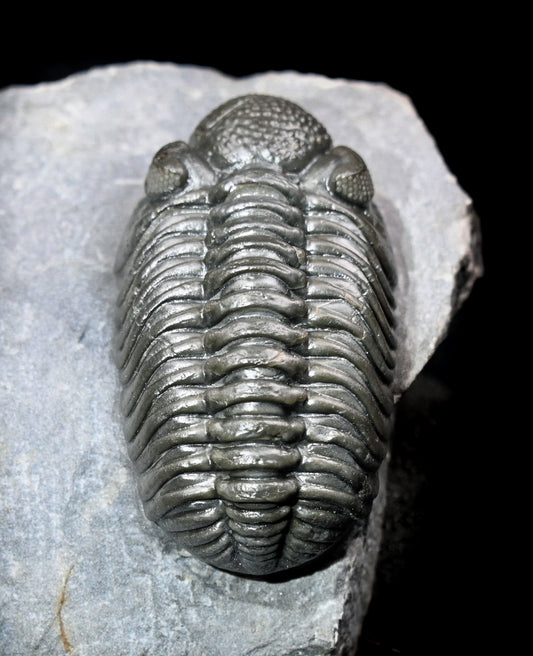 Adrisiops weugi (Smiley Phacops)