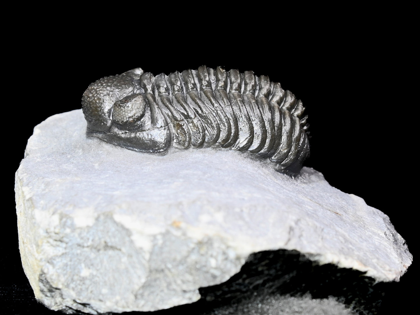Adrisiops weugi (Smiley Phacops)