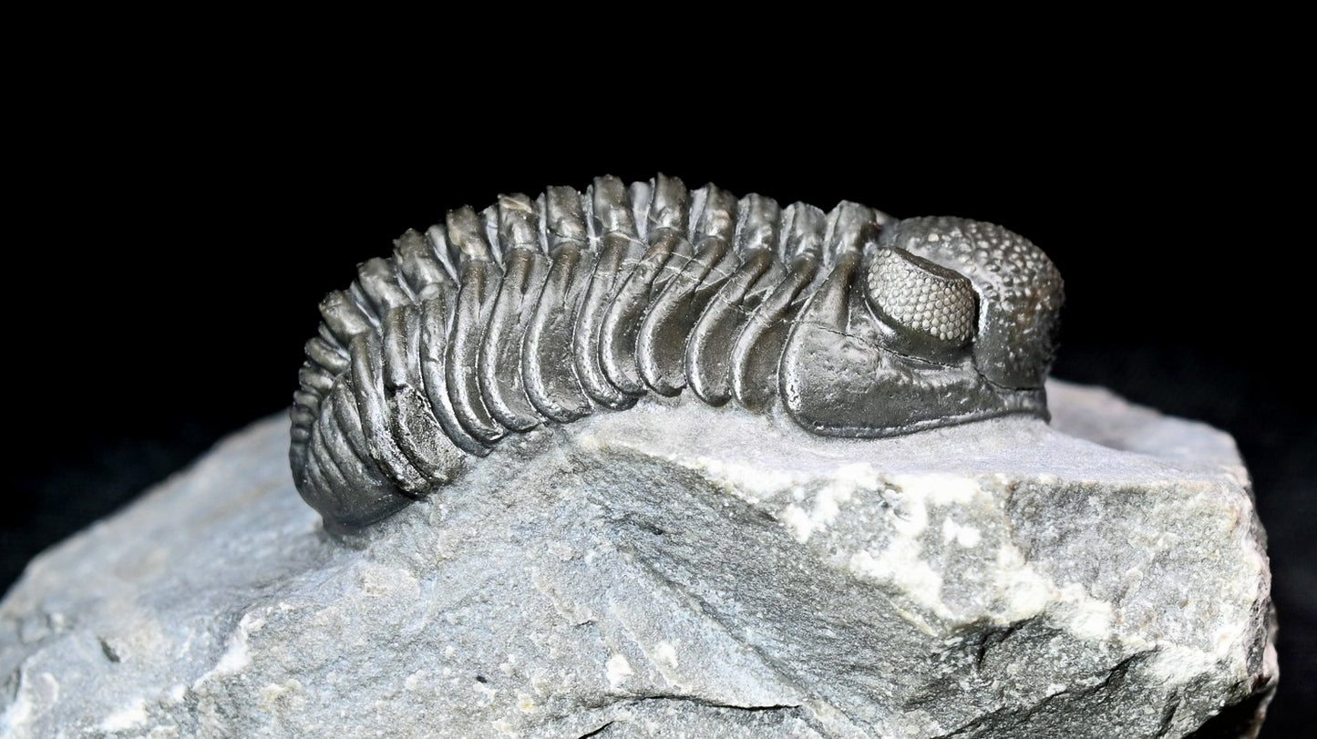 Adrisiops weugi (Smiley Phacops)