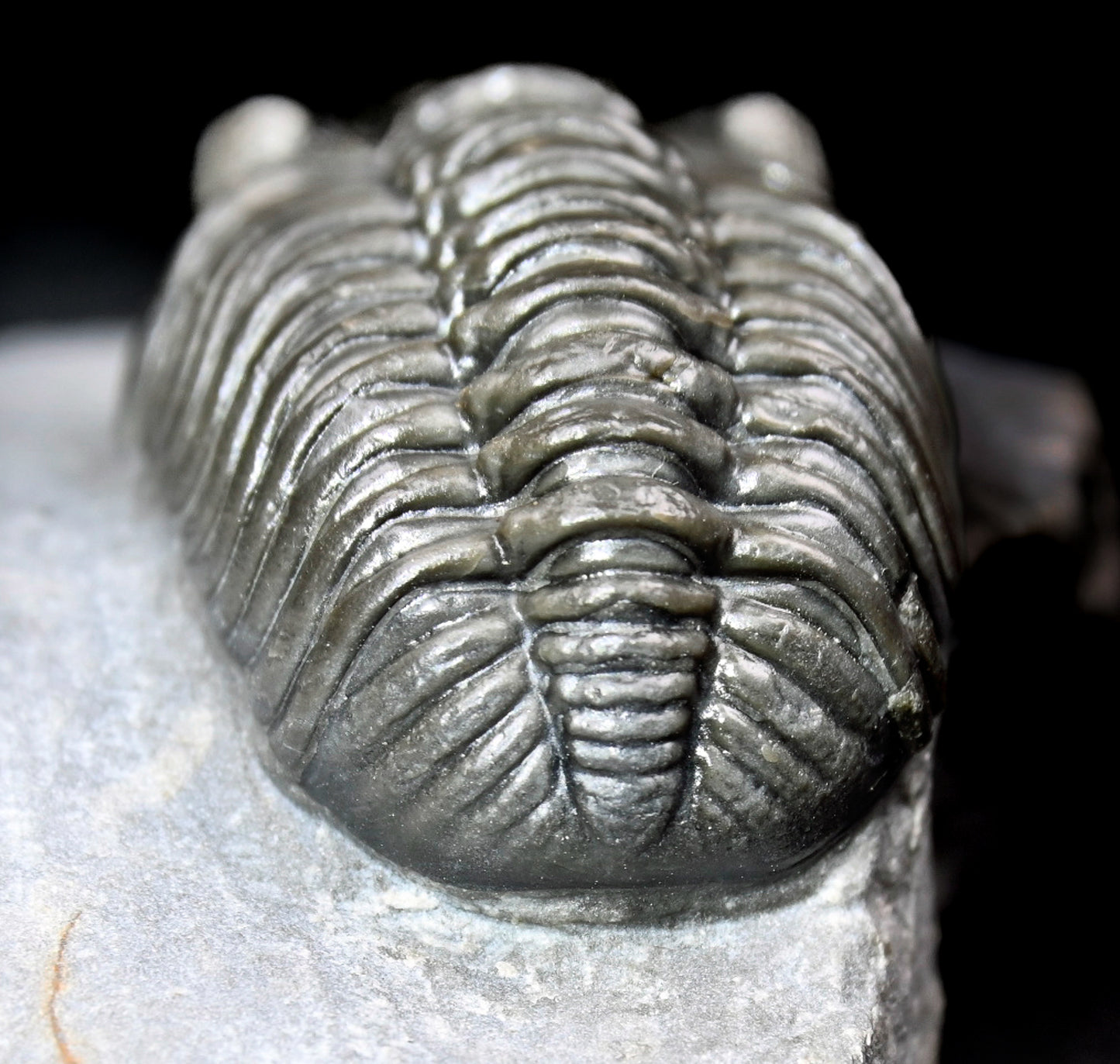 Adrisiops weugi (Smiley Phacops)