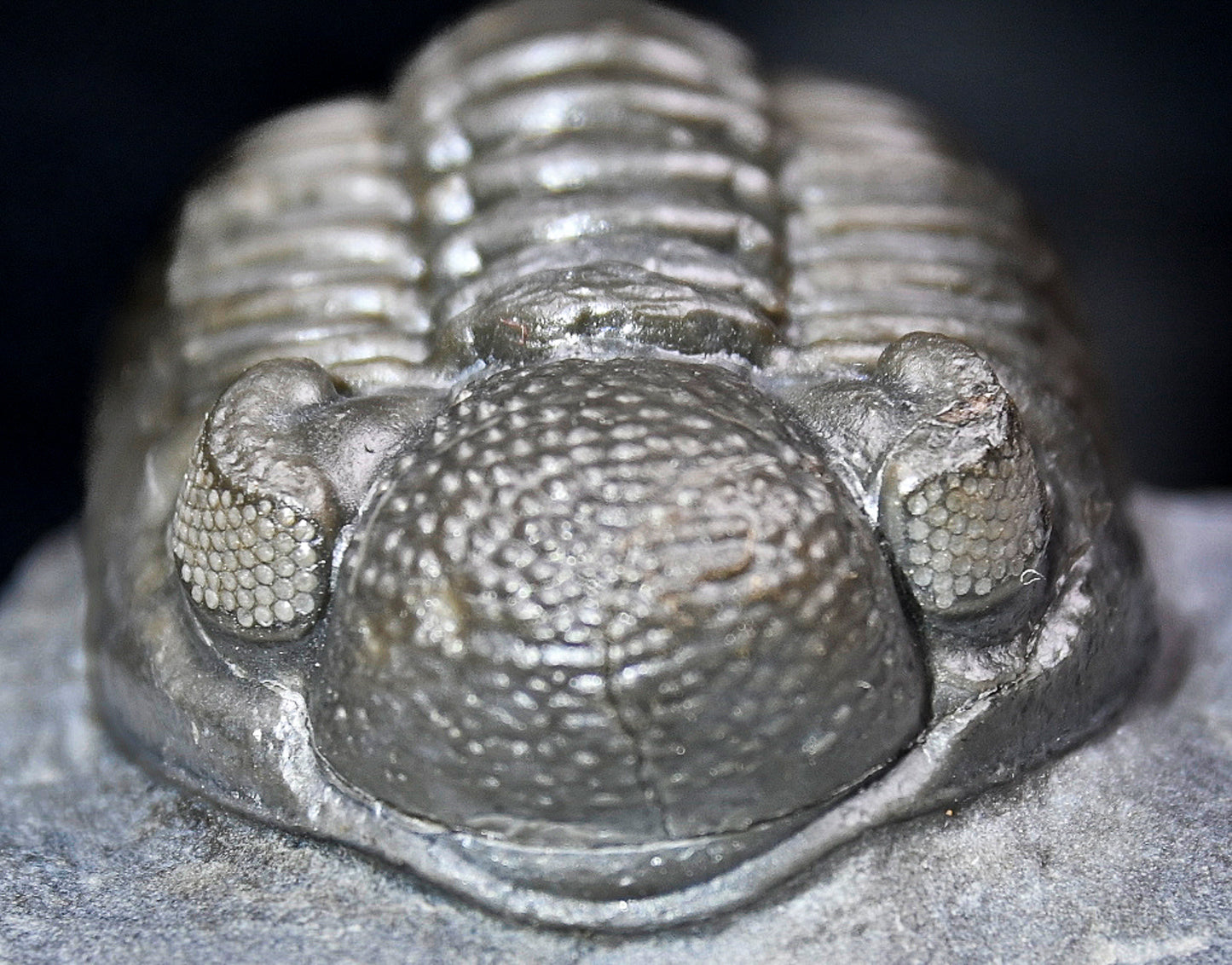 Adrisiops weugi (Smiley Phacops)