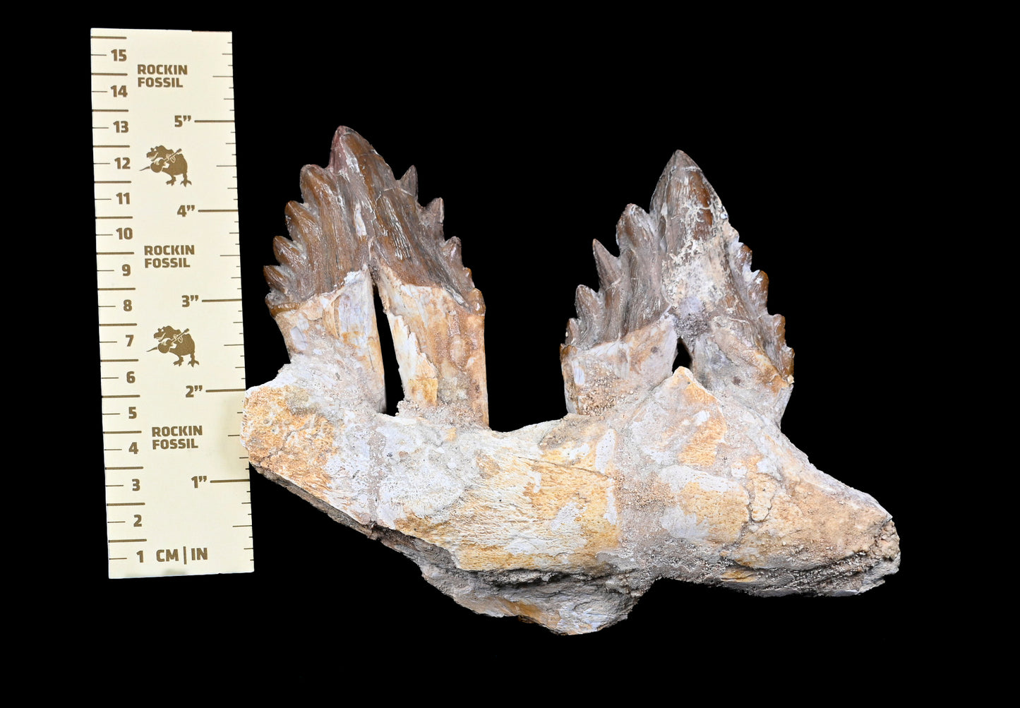 Basilosaurus isis Molar teeth and jaw