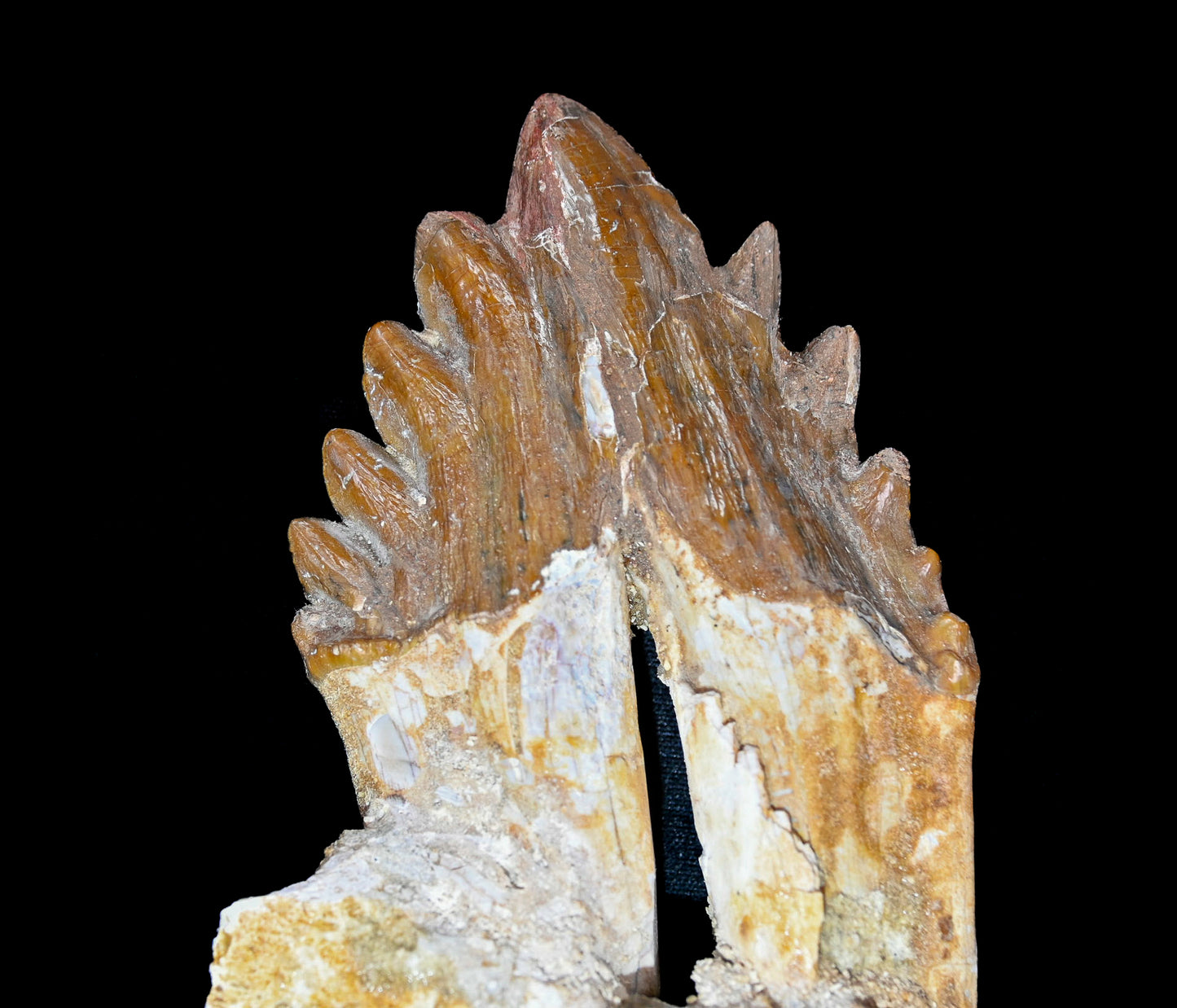 Basilosaurus isis Molar teeth and jaw