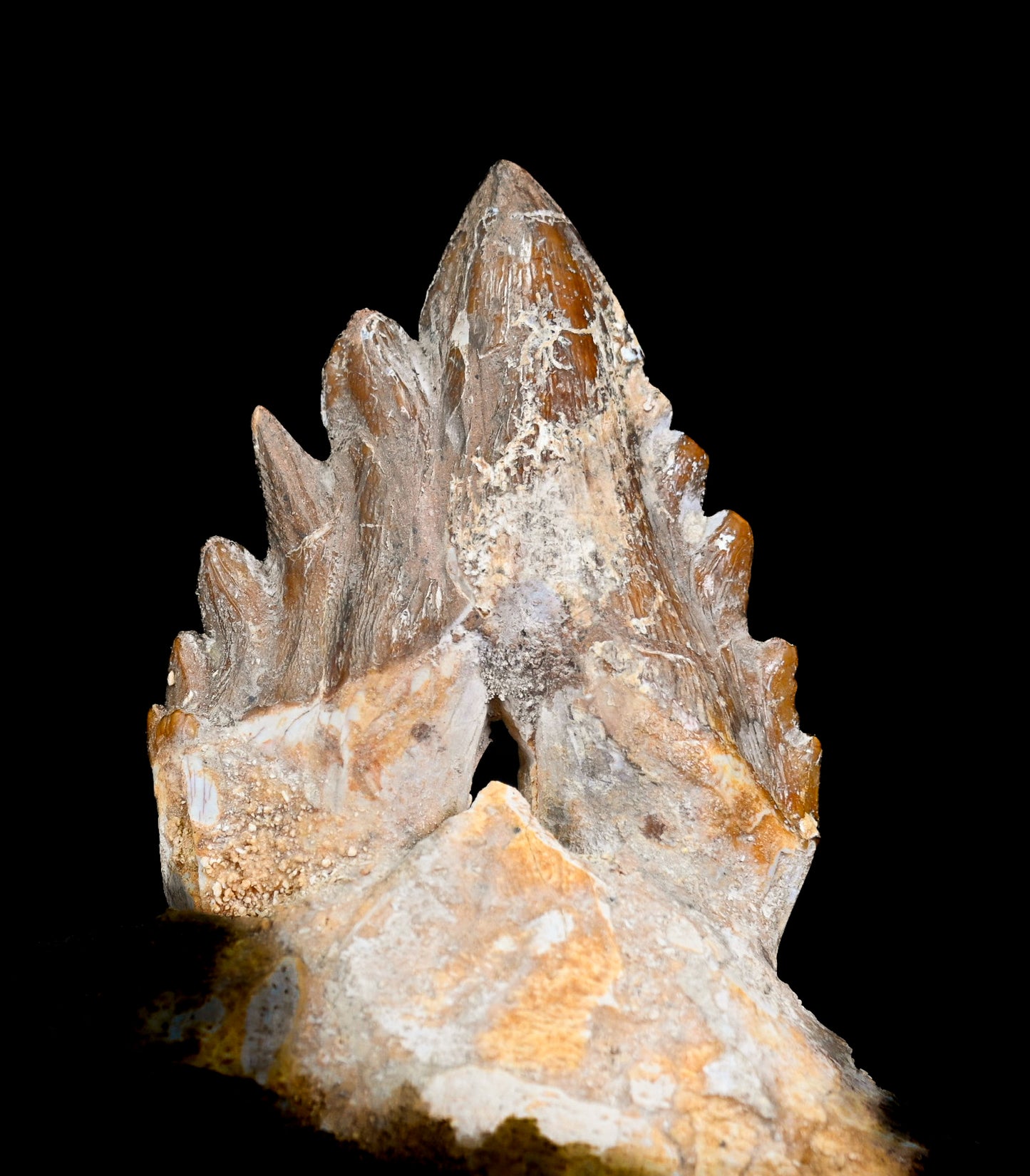 Basilosaurus isis Molar teeth and jaw
