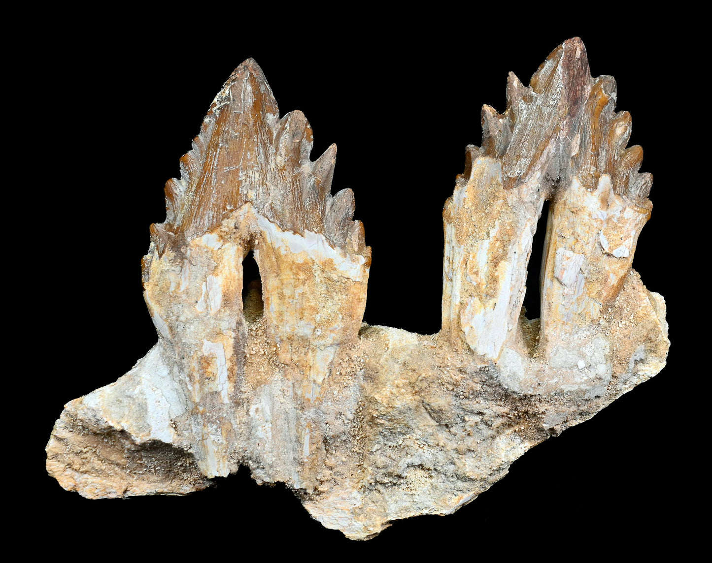 Basilosaurus isis Molar teeth and jaw