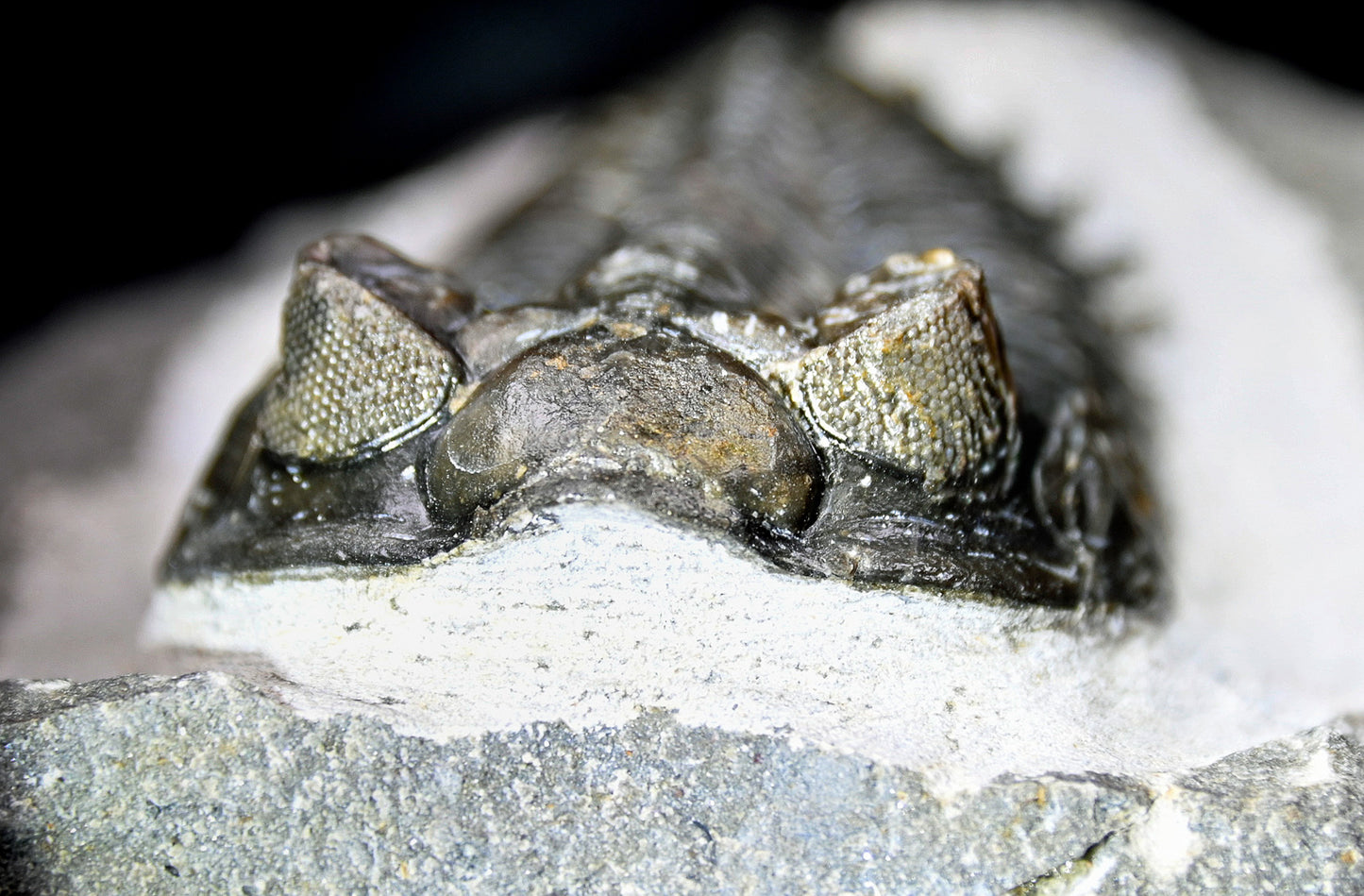 Coltraneia oufatenensis