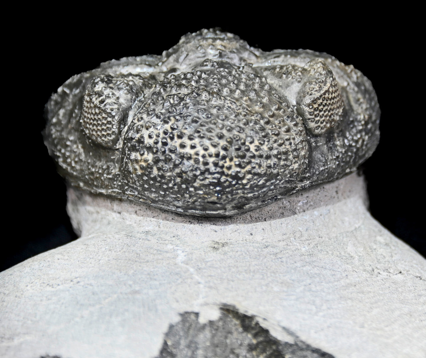 Drotops megalomanicus