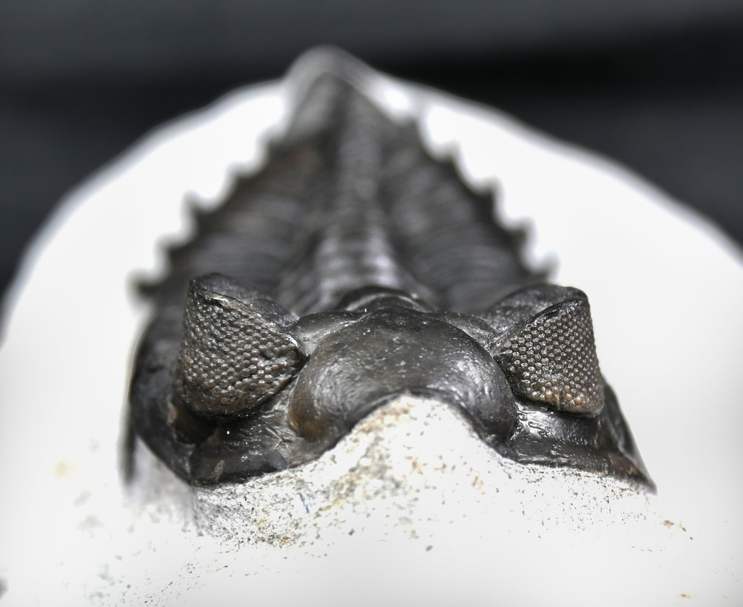 Coltraneia oufatenensis