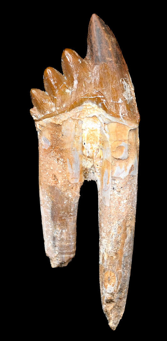 Basilosaurus isis Molar tooth