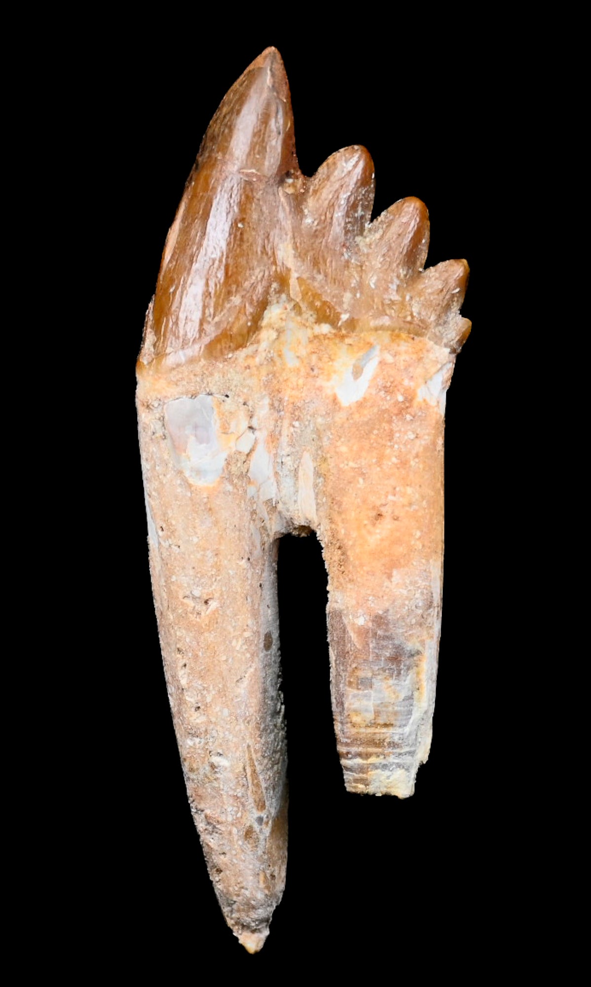 Basilosaurus isis Molar tooth