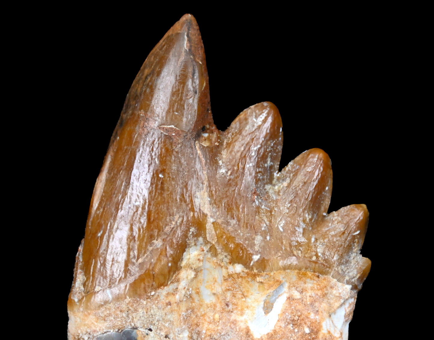 Basilosaurus isis Molar tooth