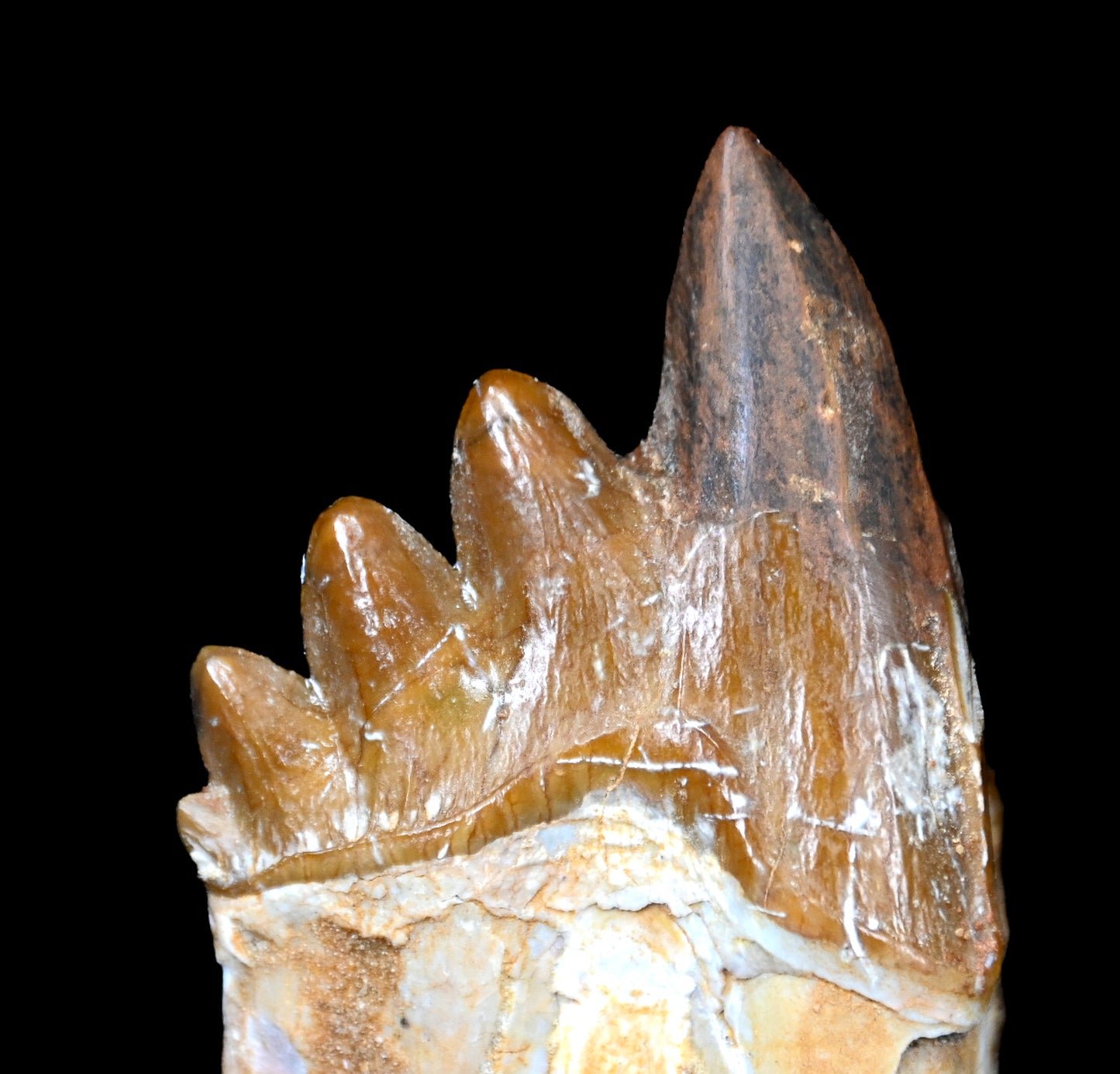 Basilosaurus isis Molar tooth