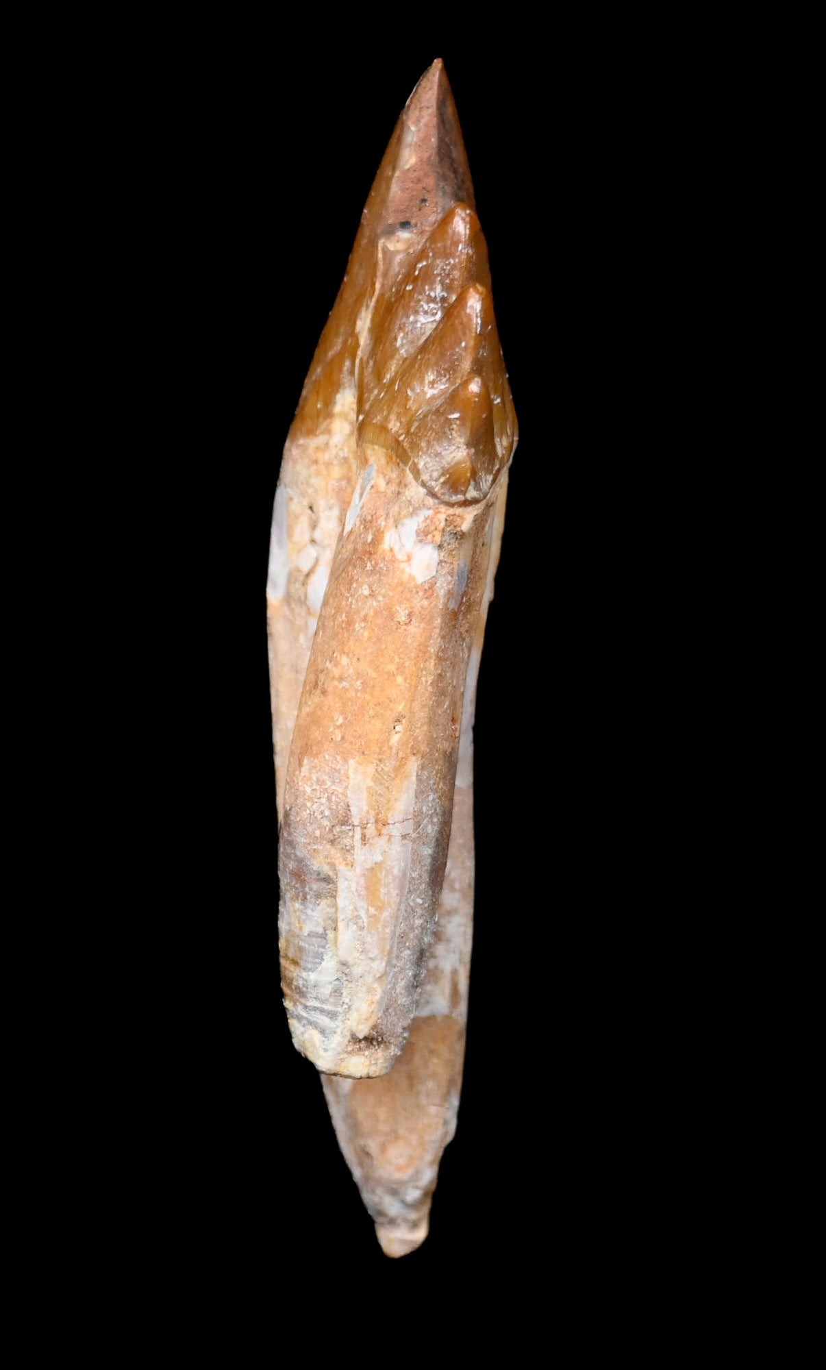 Basilosaurus isis Molar tooth