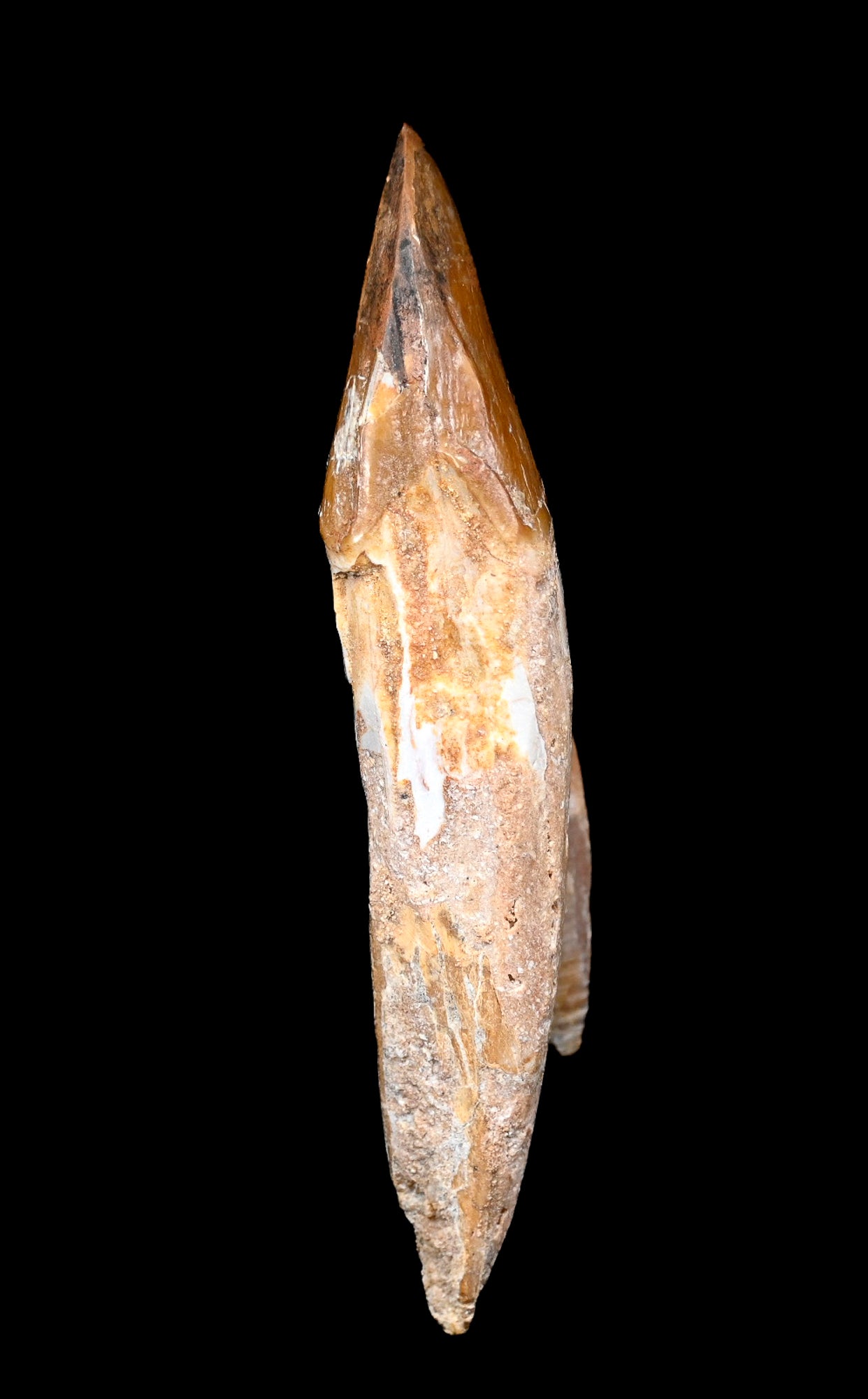 Basilosaurus isis Molar tooth