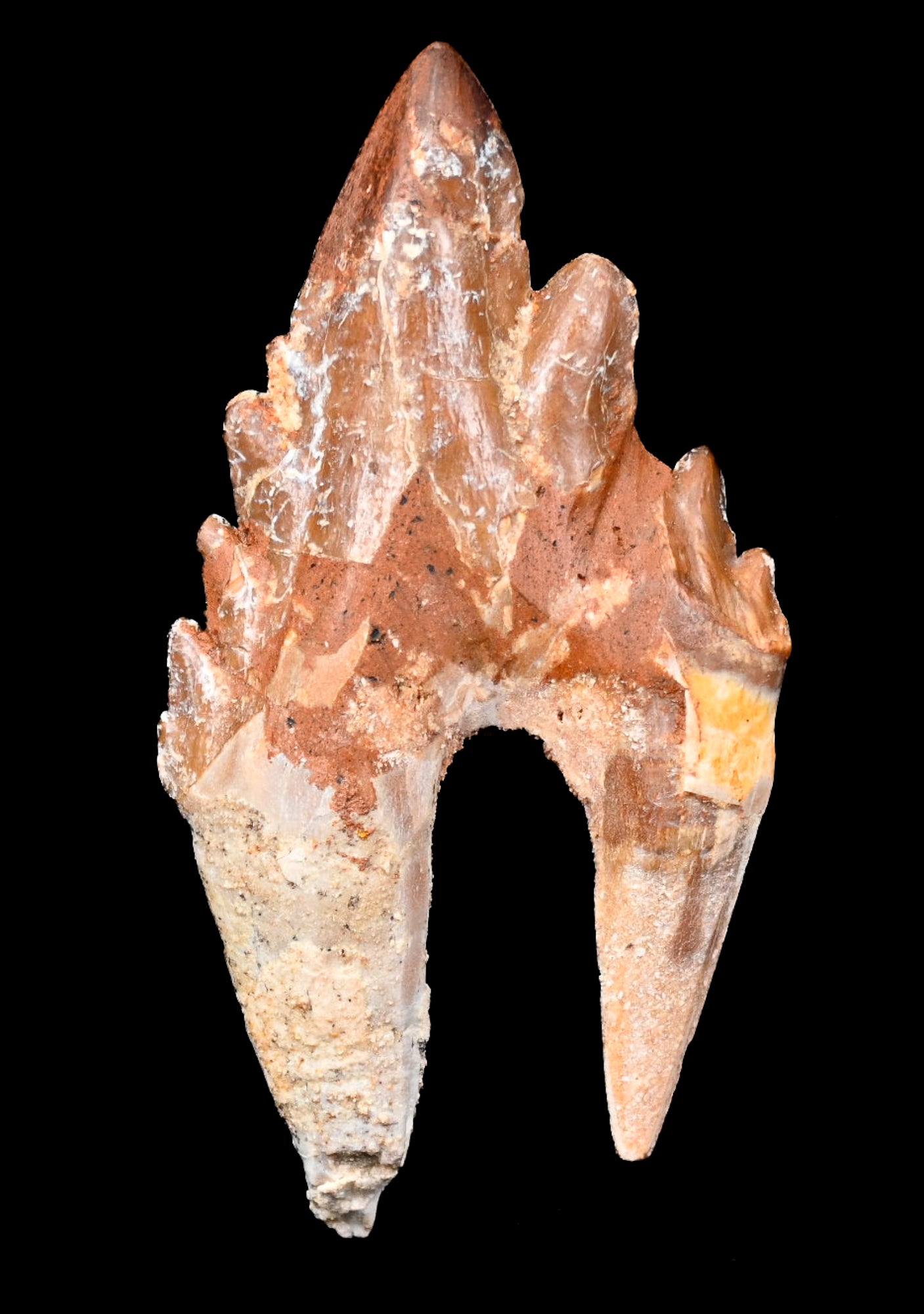 Basilosaurus isis Molar tooth