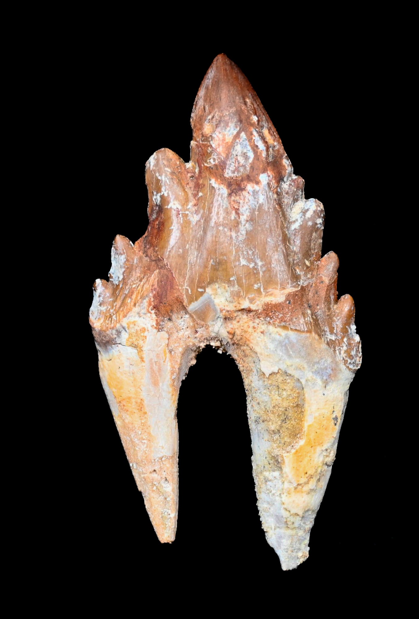 Basilosaurus isis Molar tooth