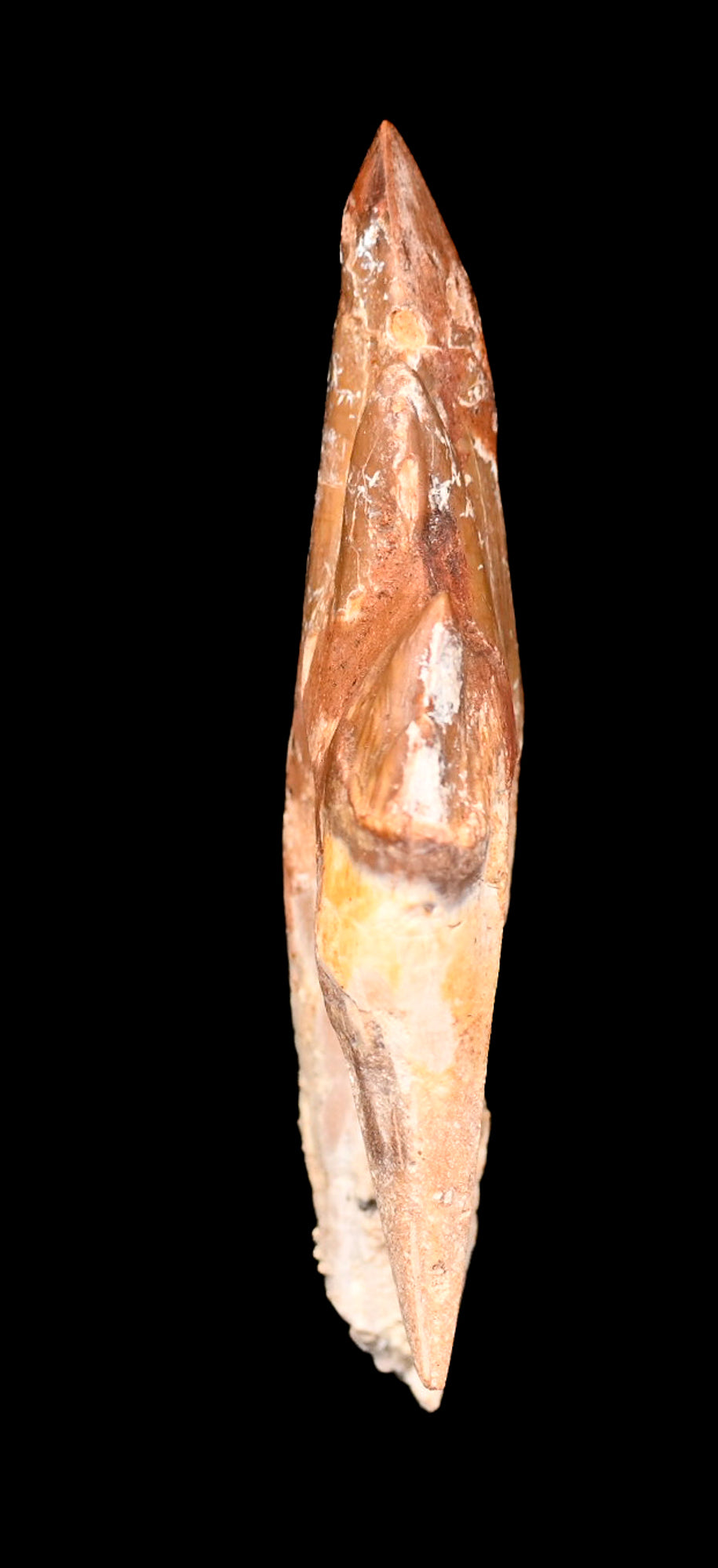 Basilosaurus isis Molar tooth