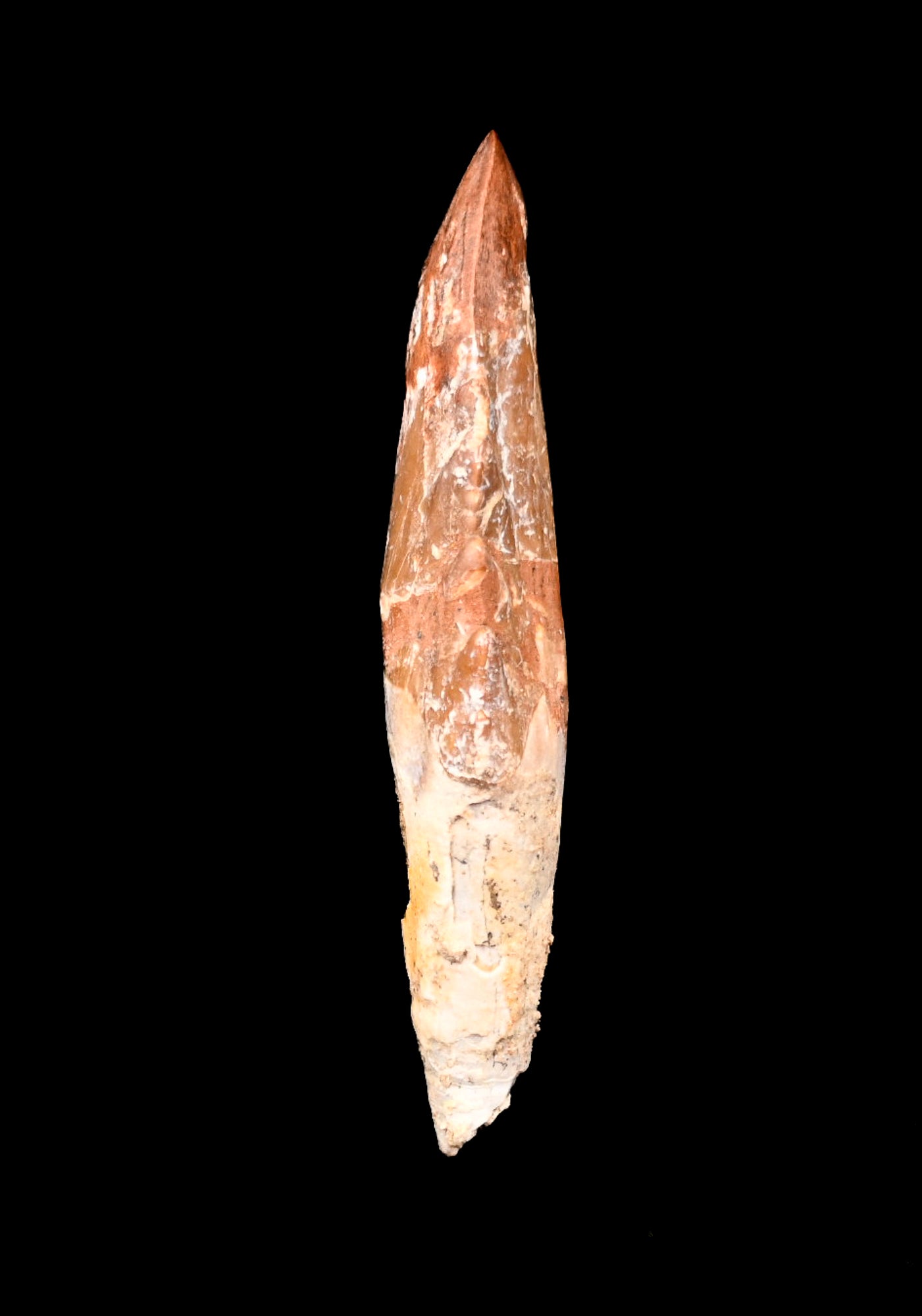 Basilosaurus isis Molar tooth
