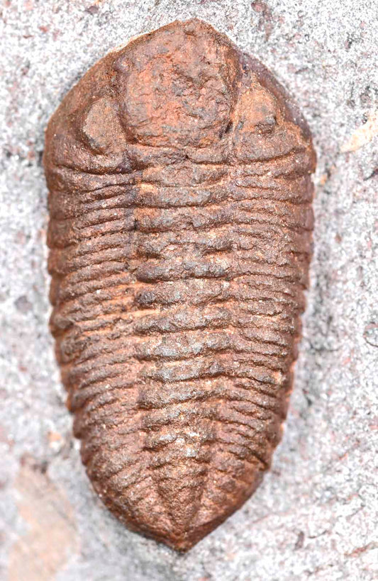 Bavarilla zemmourensis